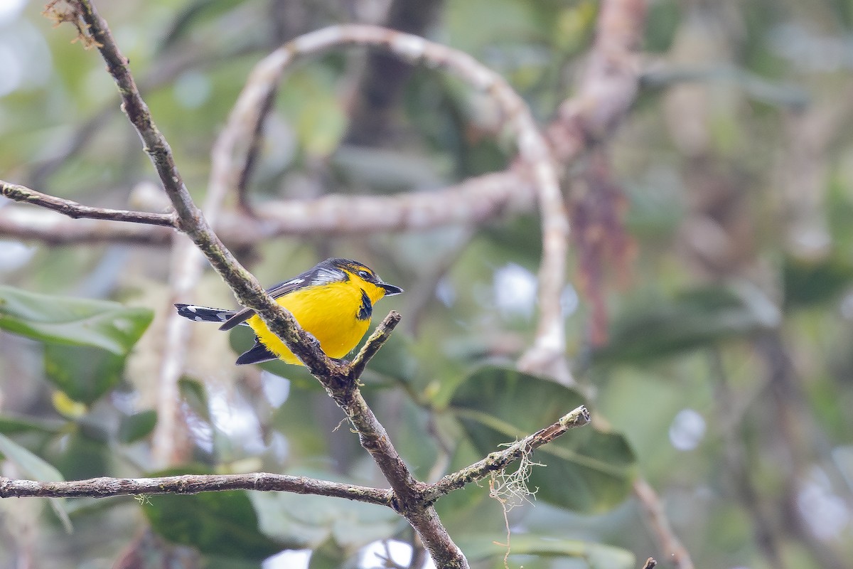 Black-breasted Boatbill - ML640314599