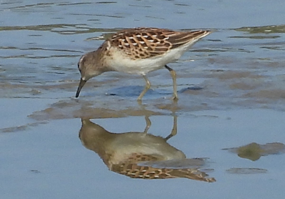 Least Sandpiper - ML640314607