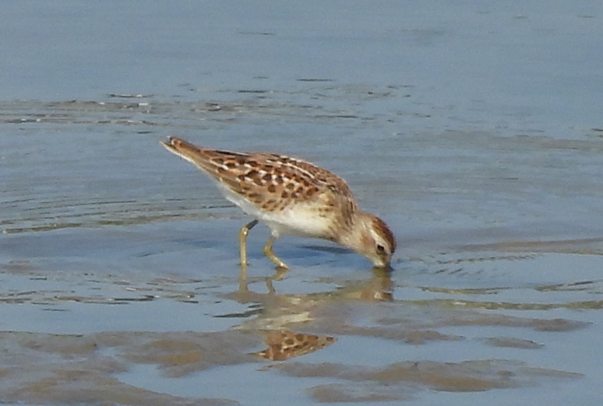 Least Sandpiper - ML640314608