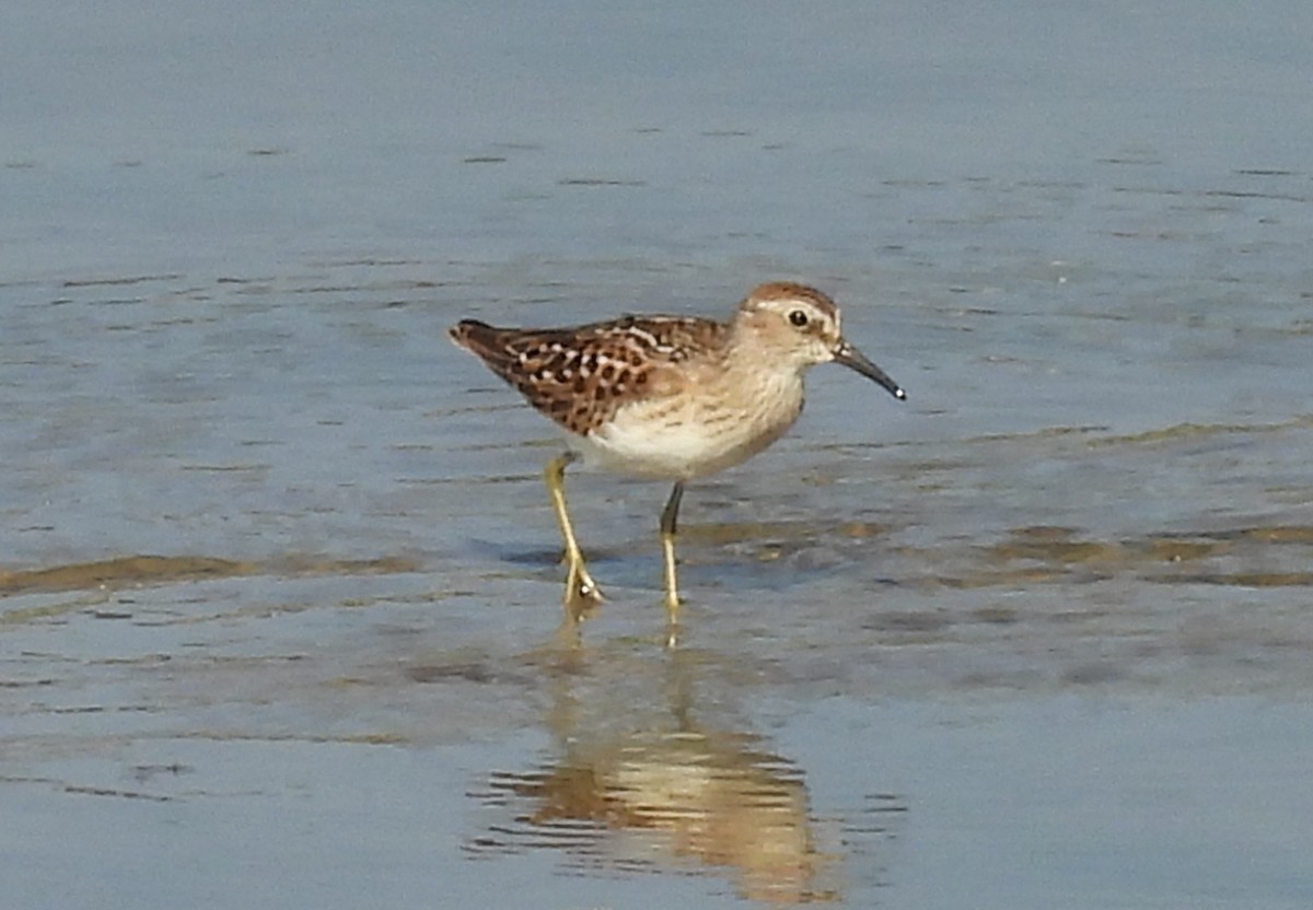 Least Sandpiper - ML640314609