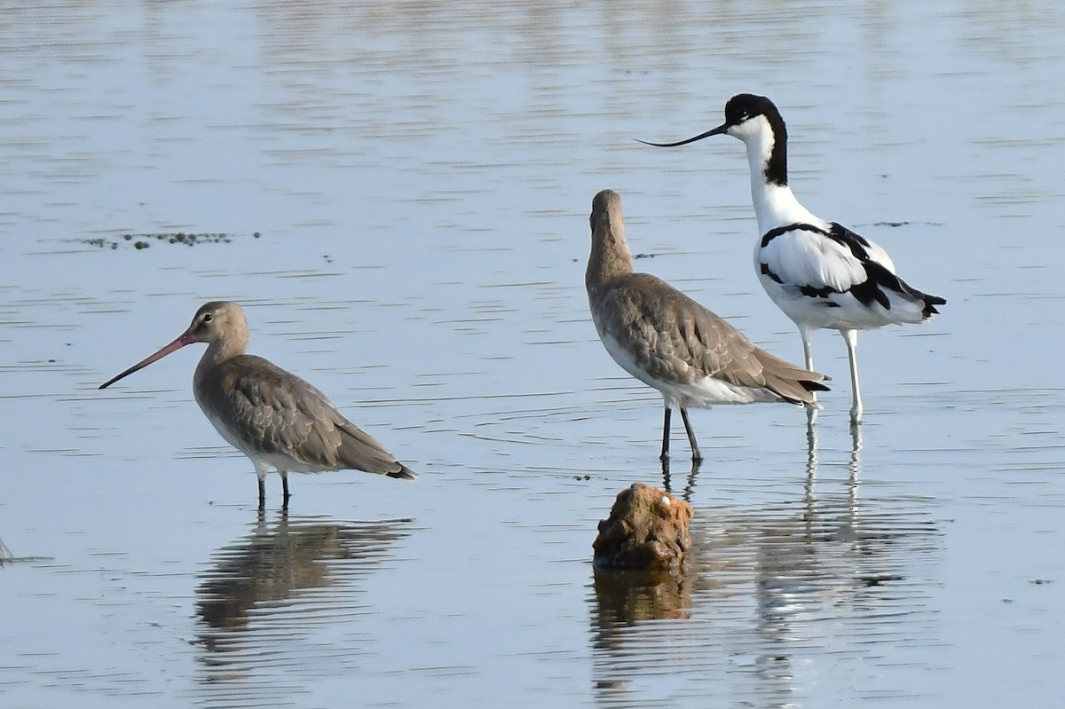 Pied Avocet - ML640314637