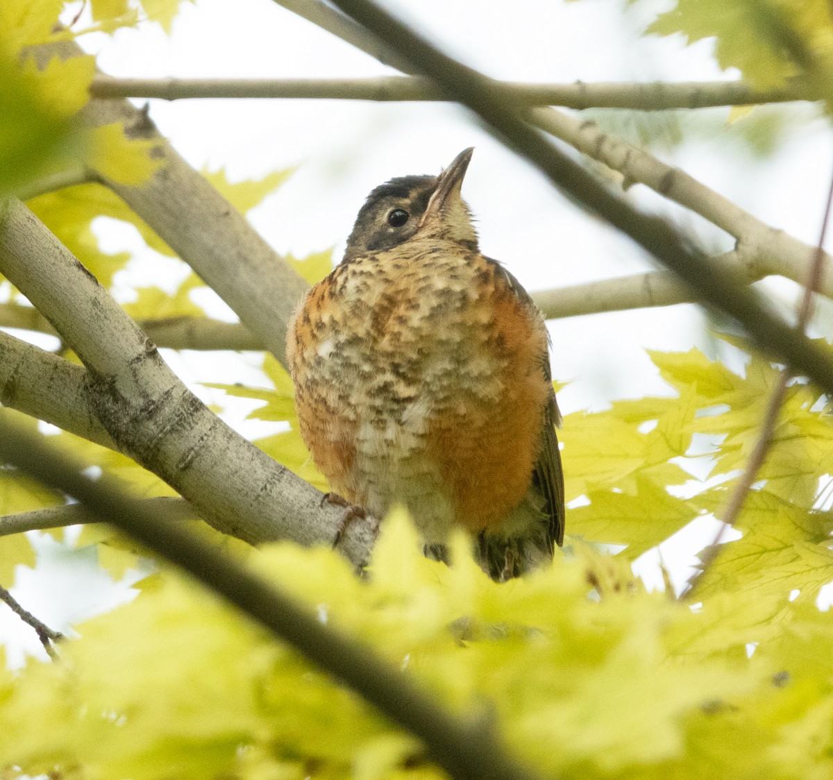 Zozo papargorria - ML640314648