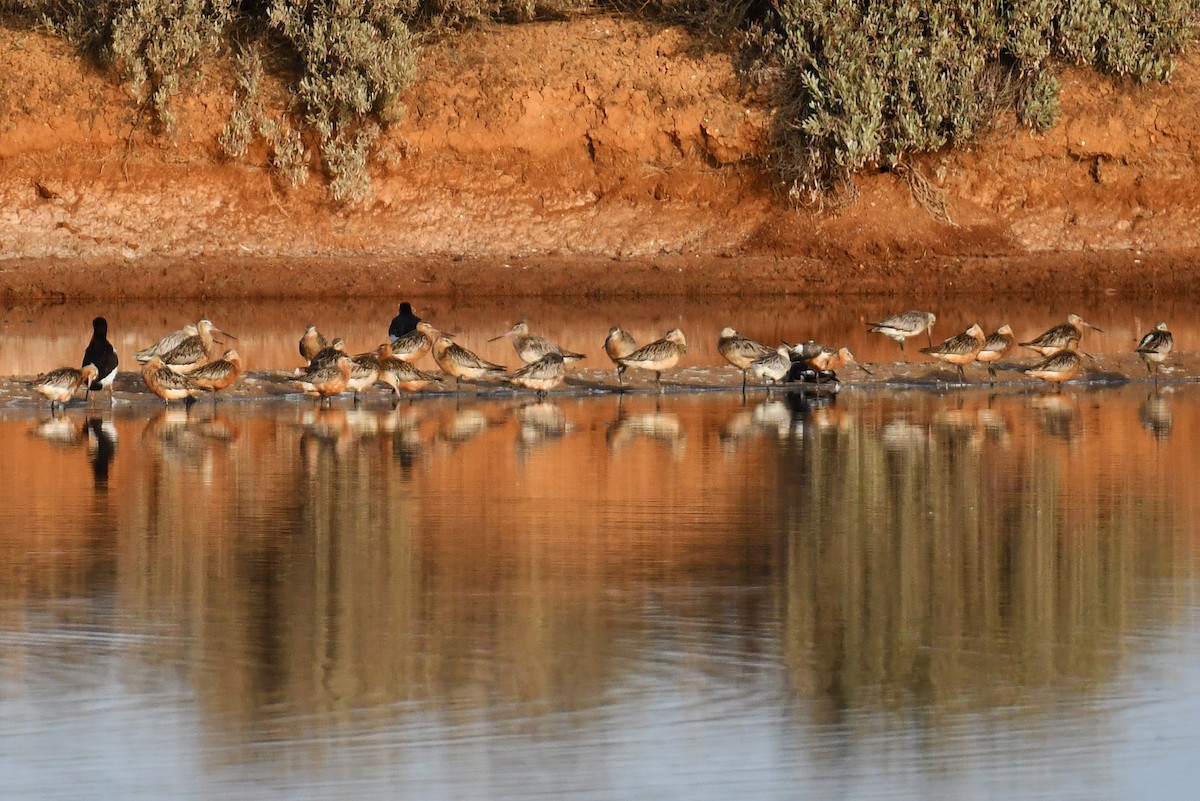 Bar-tailed Godwit - ML640314659