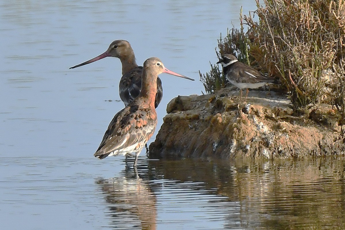 Black-tailed Godwit - ML640314668