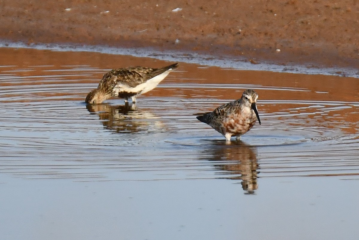 Curlew Sandpiper - ML640314675
