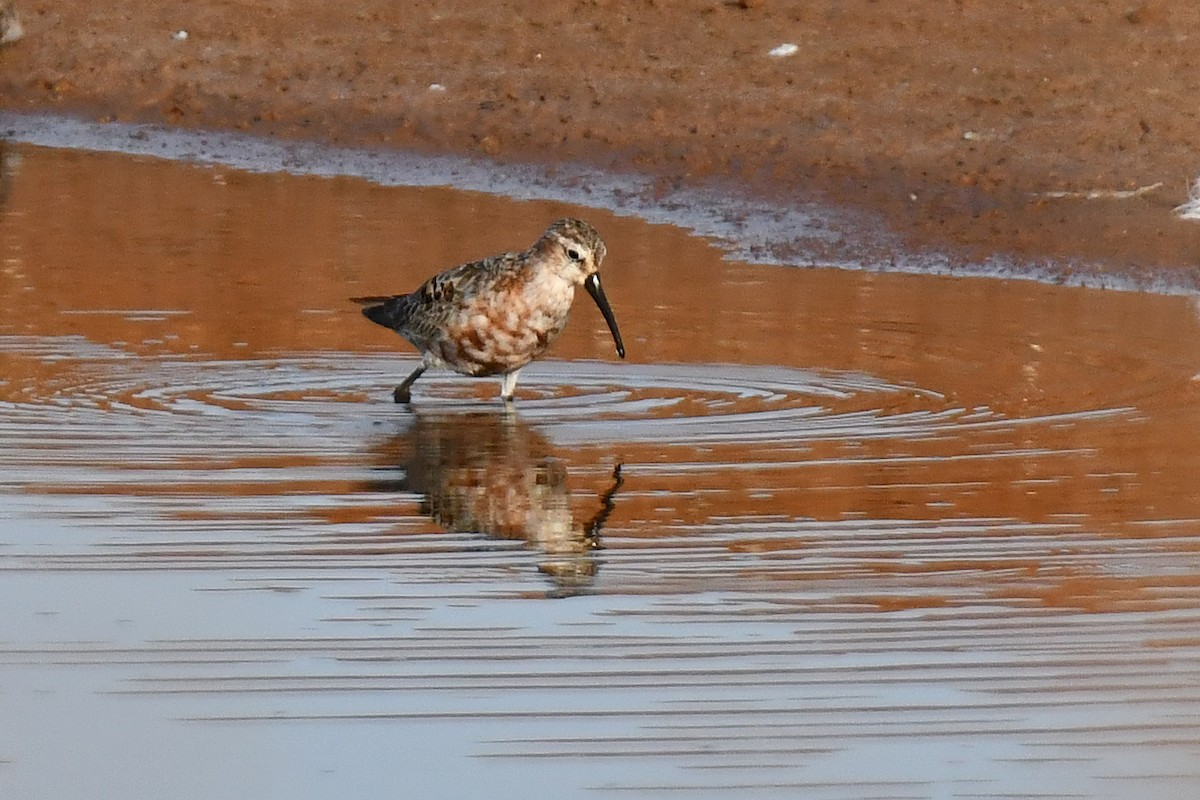 Curlew Sandpiper - ML640314677