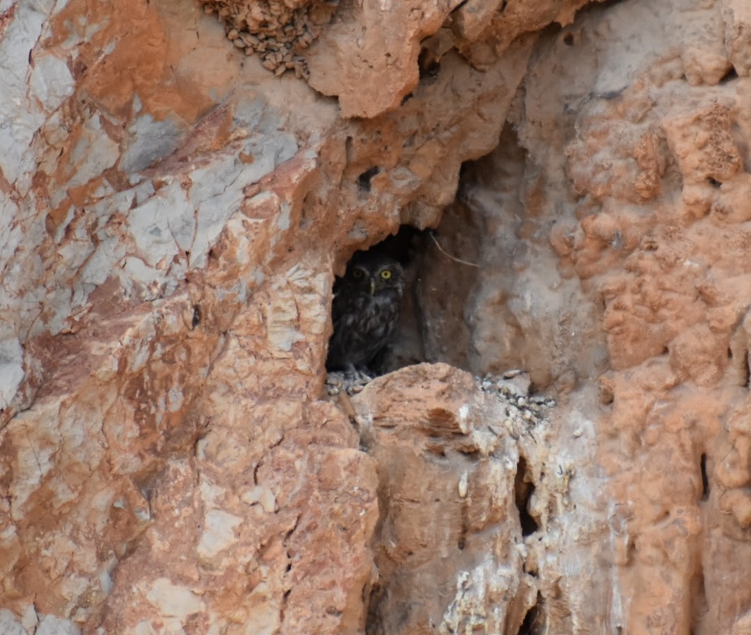Little Owl - ML640314683