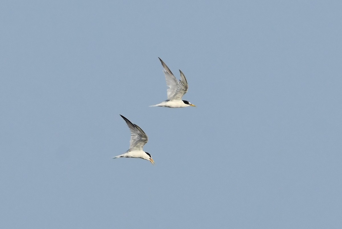 Little Tern - ML640314696