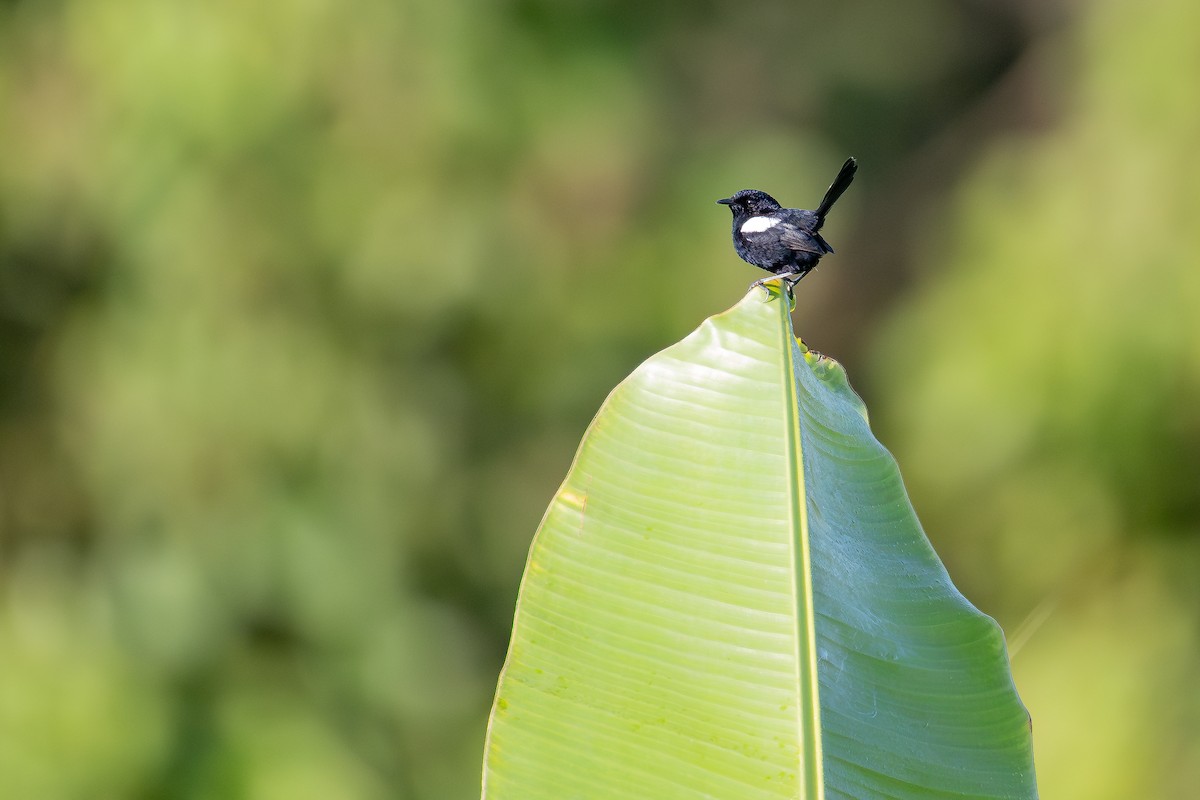 White-shouldered Fairywren - ML640314698