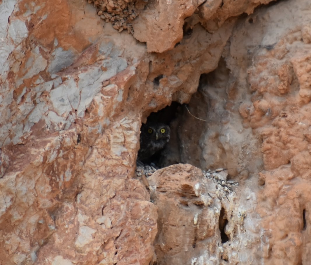 Little Owl - ML640314761