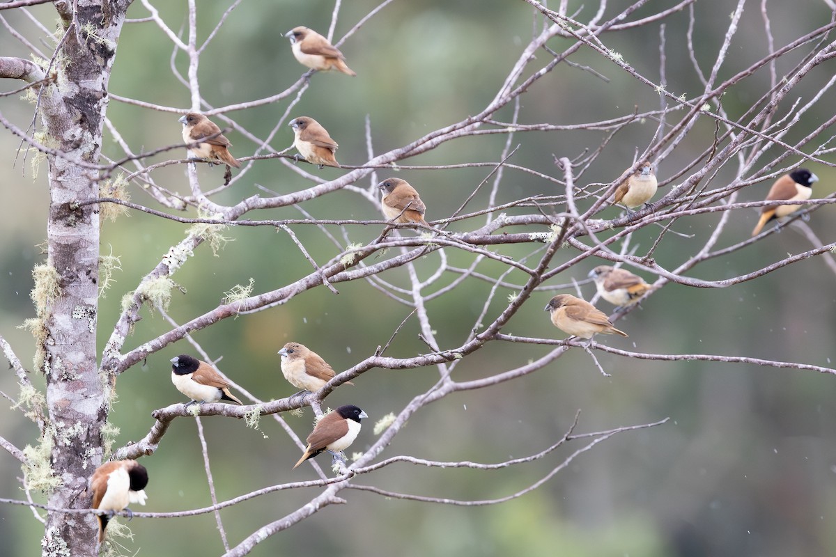 Hooded Munia - ML640314773