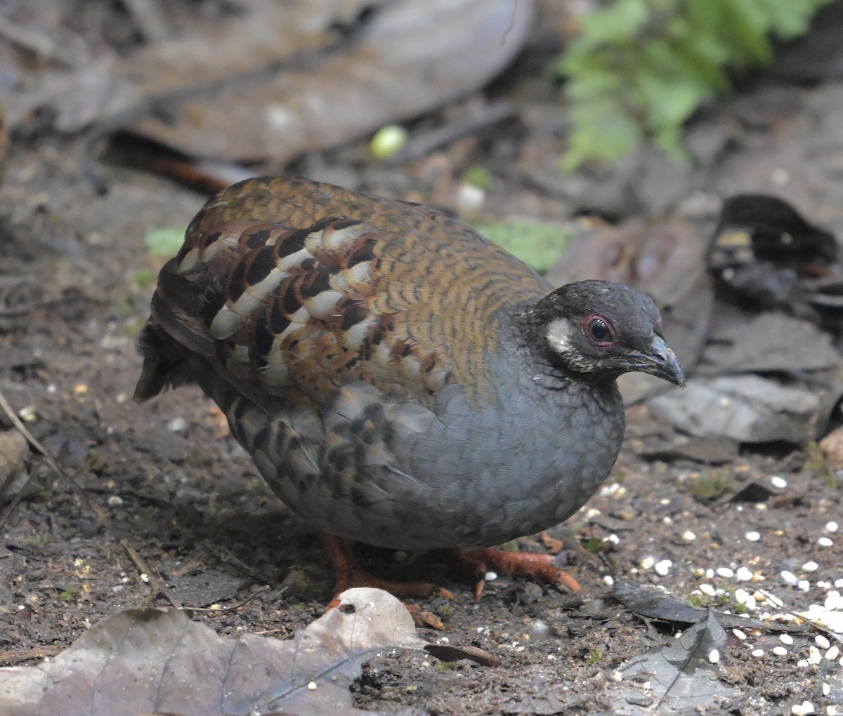 Malayan Partridge - ML640314791