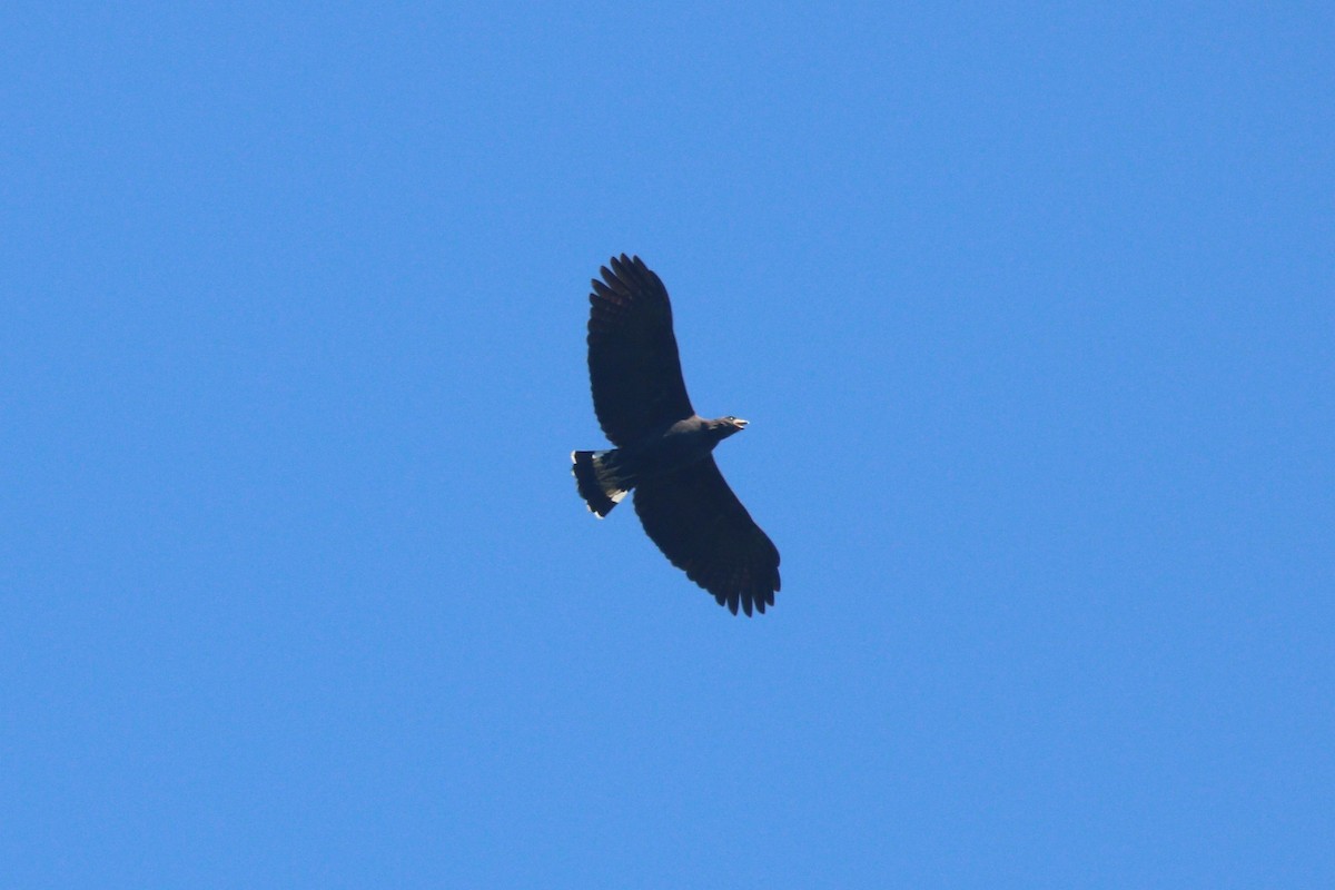 Great Black Hawk - ML640314795