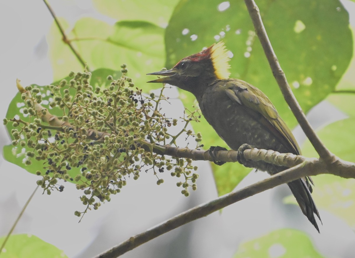 Lesser Yellownape - ML640314798