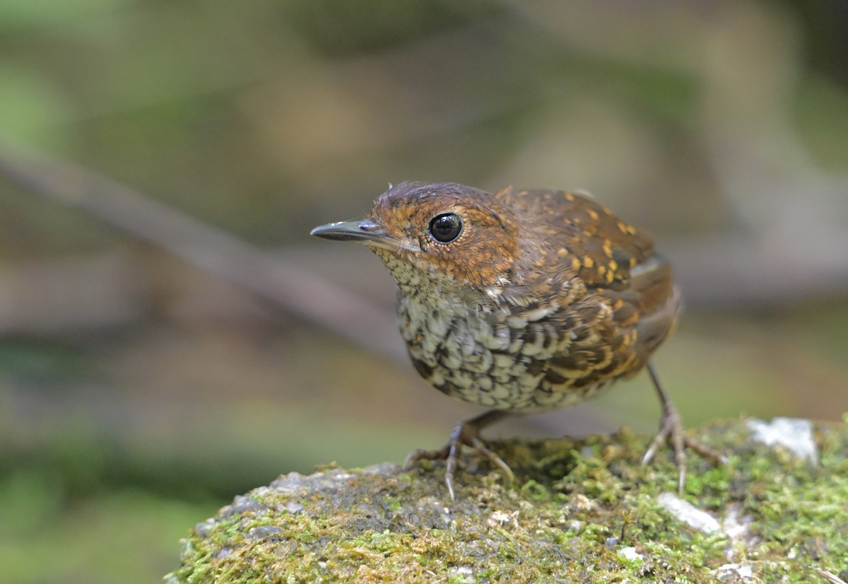 Pygmy Cupwing - ML640314801