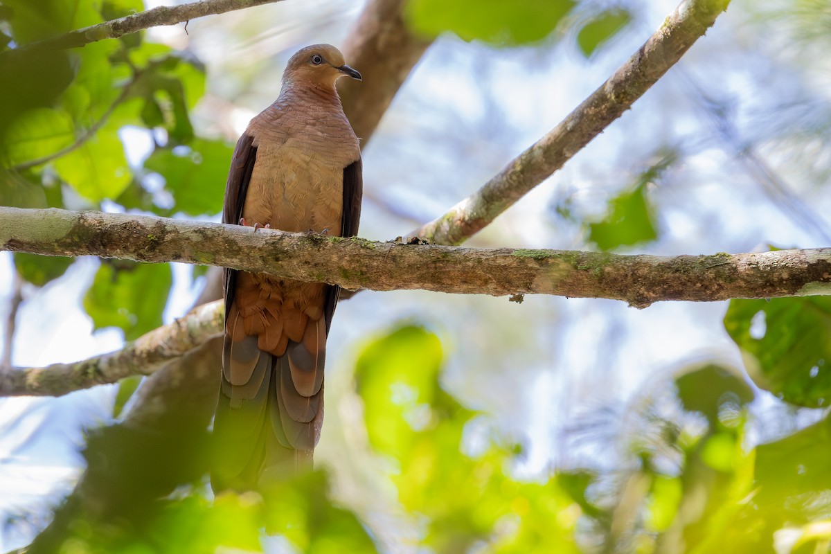 Amboyna Cuckoo-Dove - ML640314808