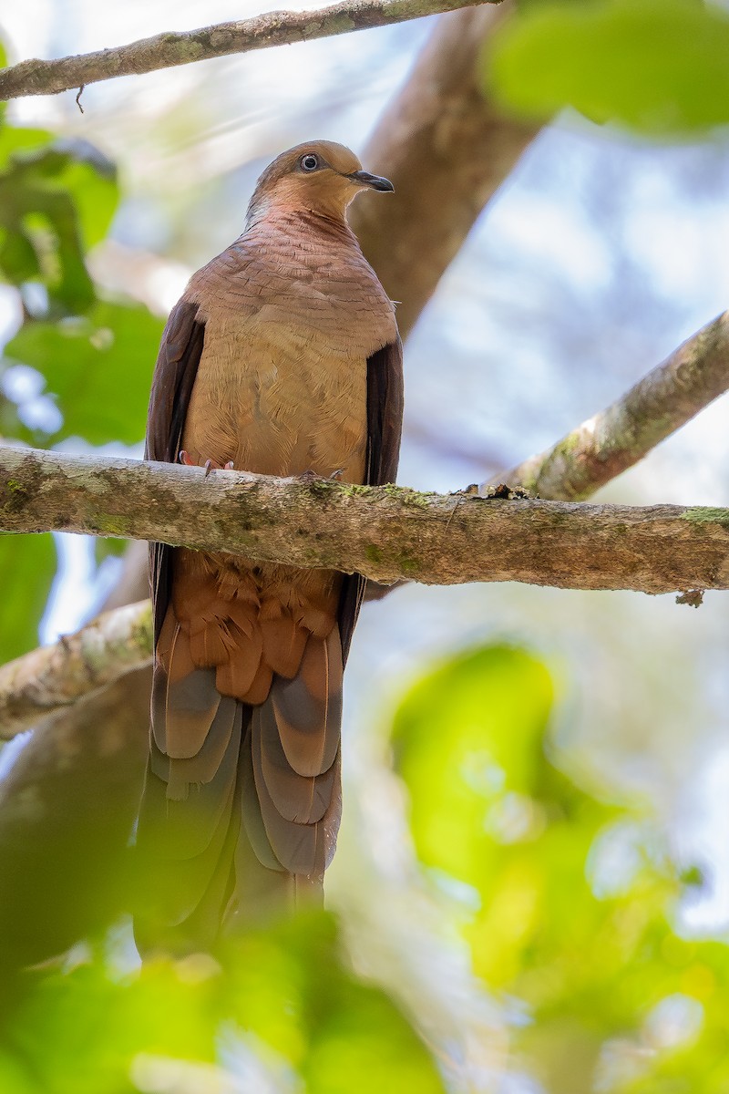 Amboyna Cuckoo-Dove - ML640314809