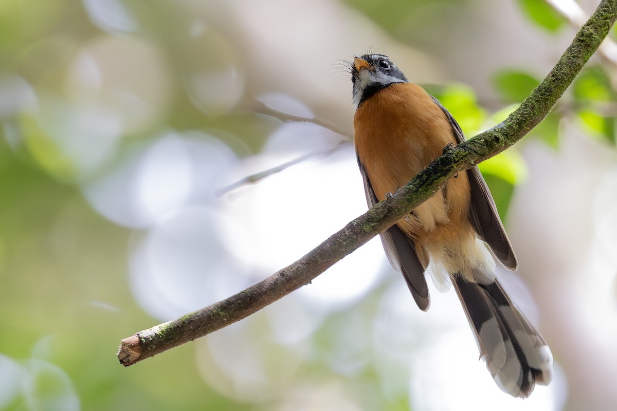 Chestnut-bellied Fantail - ML640314820
