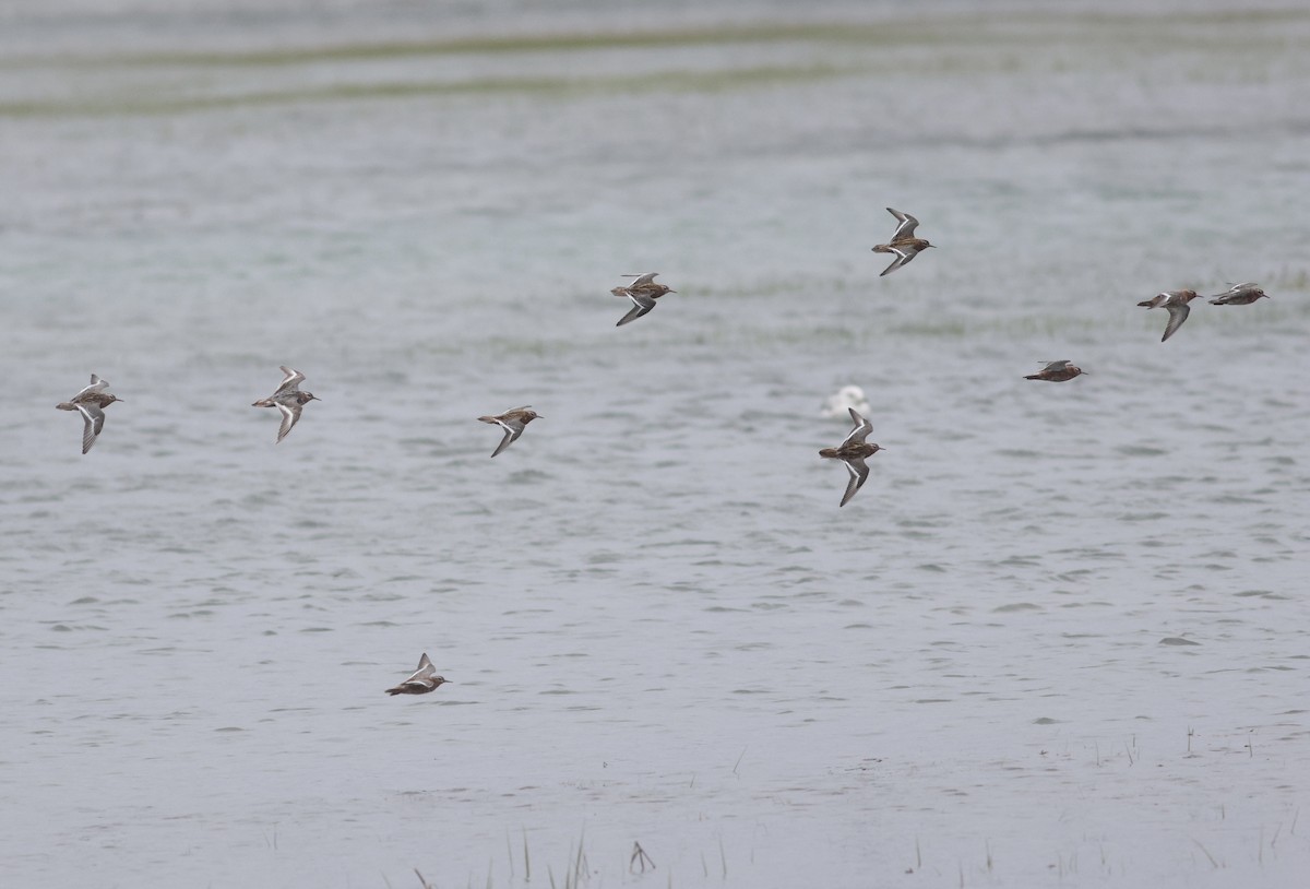 Red Phalarope - ML640314822