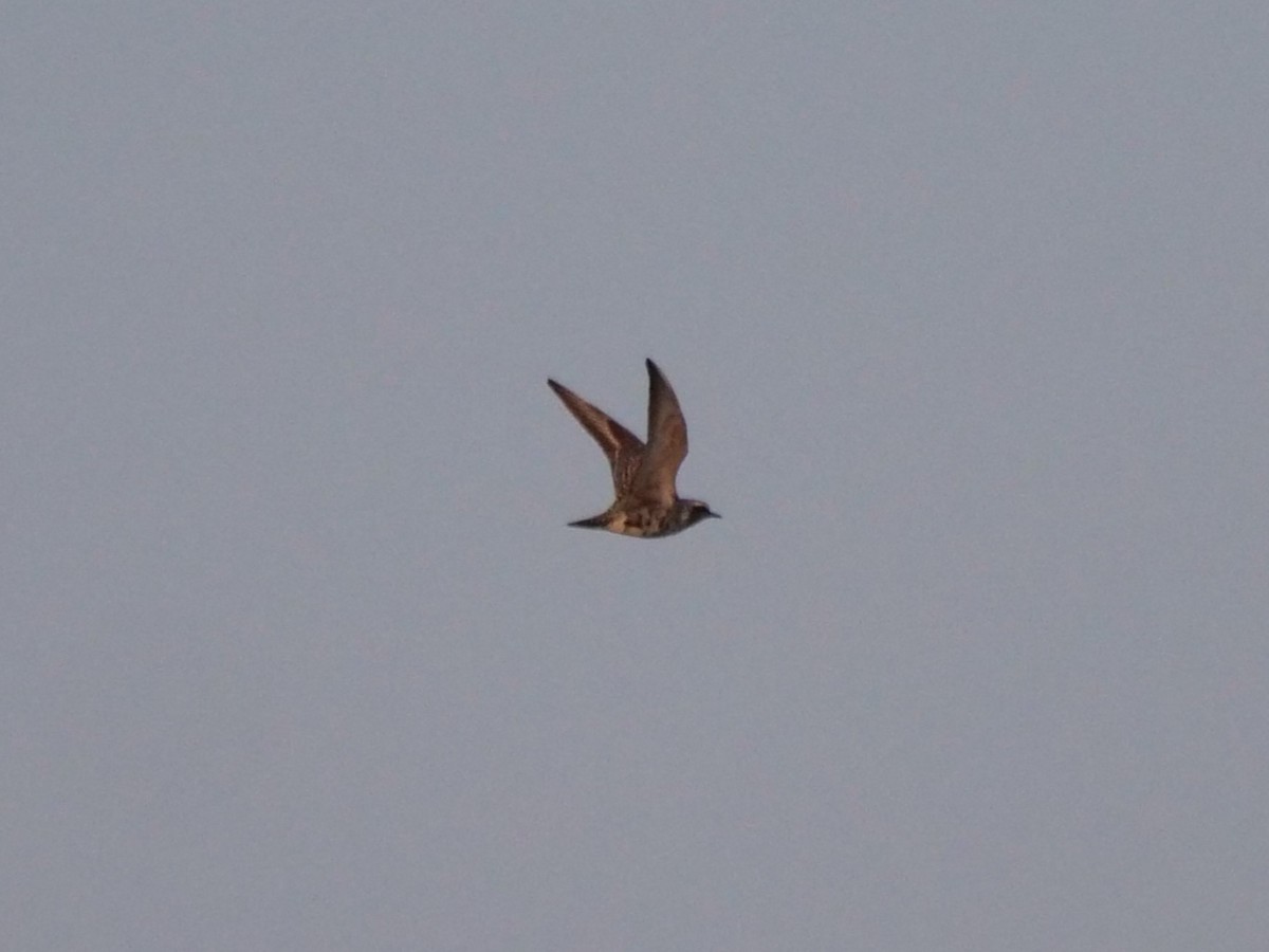 American Golden-Plover - ML640314859