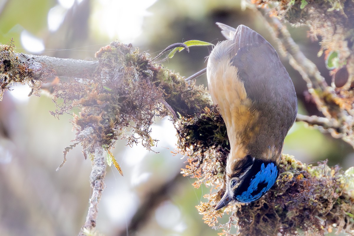 Blue-capped Ifrita - ML640314868