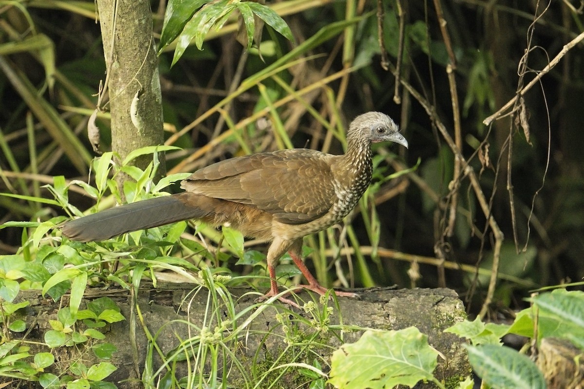 Speckled Chachalaca (Speckled) - ML640314875