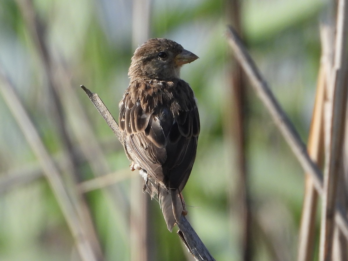 Оронгийн бор шувуу - ML640314908