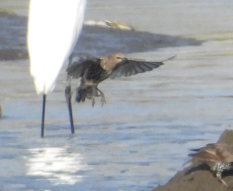 Arabazozo pikarta - ML640314930