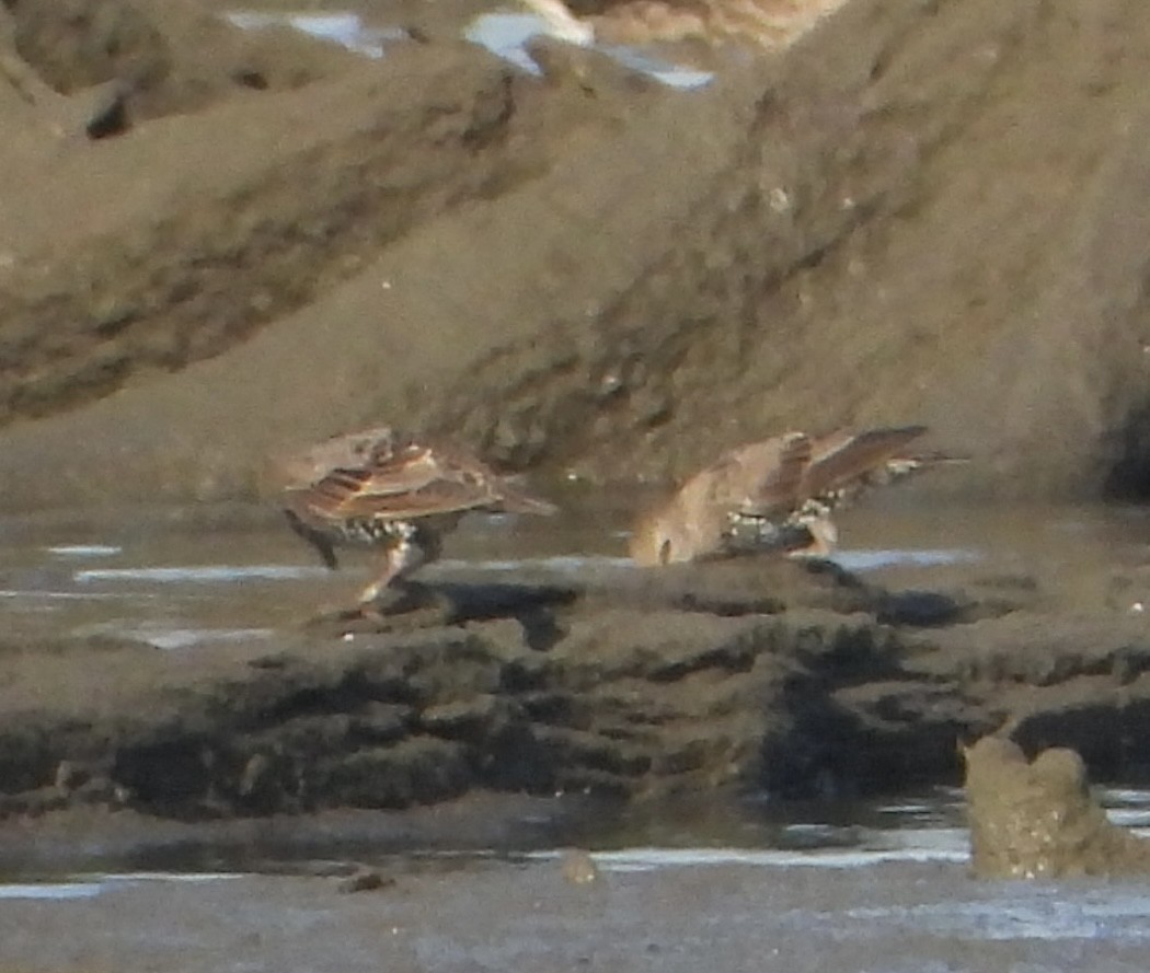 Arabazozo pikarta - ML640314931