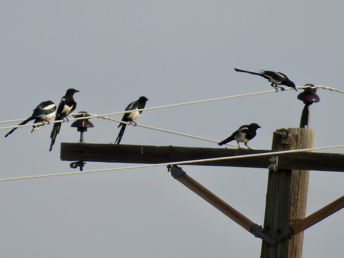 Black-billed Magpie - ML640314937