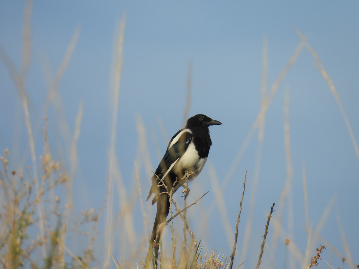 Black-billed Magpie - ML640314939