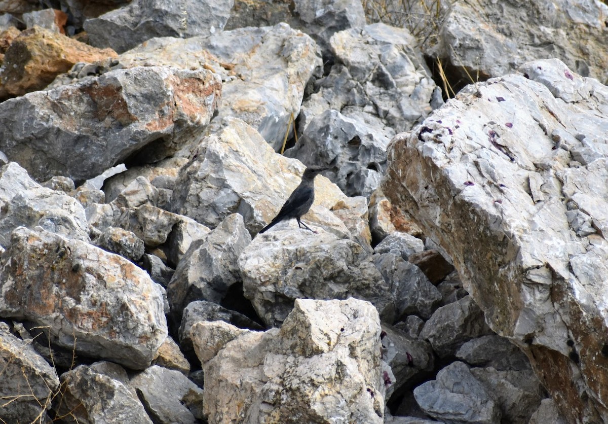 Blue Rock-Thrush - ML640314966