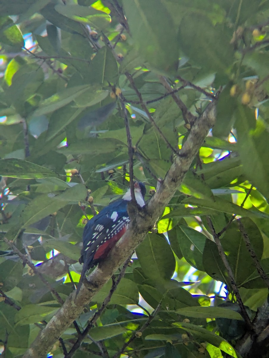 Cuban Trogon - ML640315007