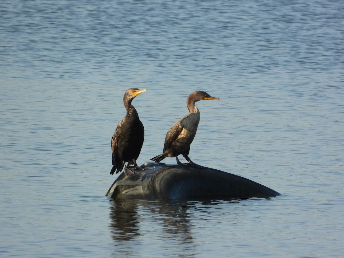 Double-crested Cormorant - ML640315077