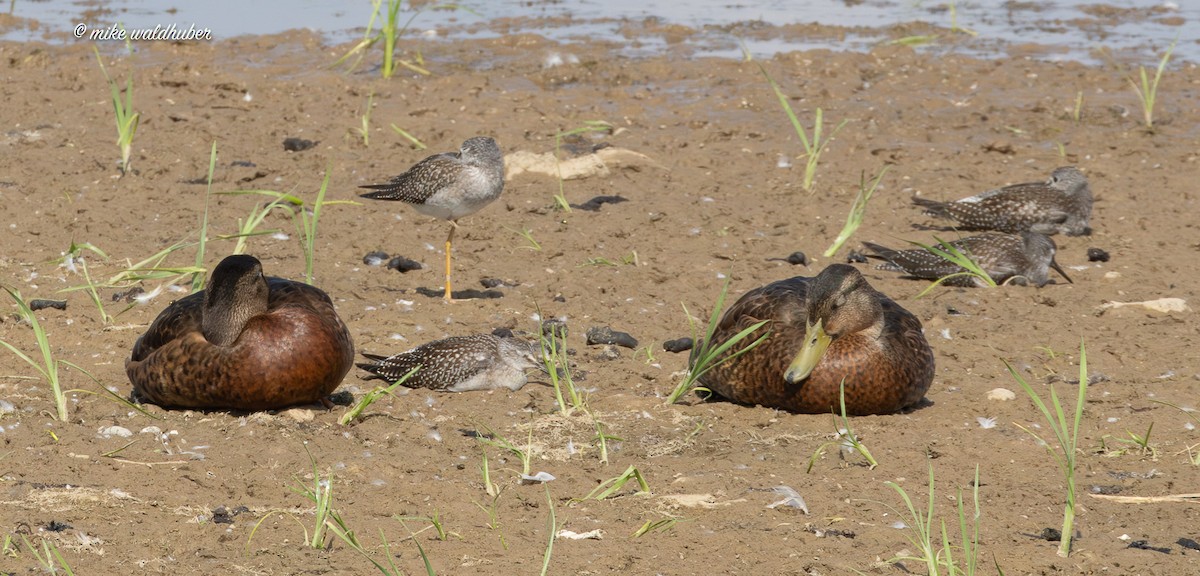 American Black Duck - ML640315088