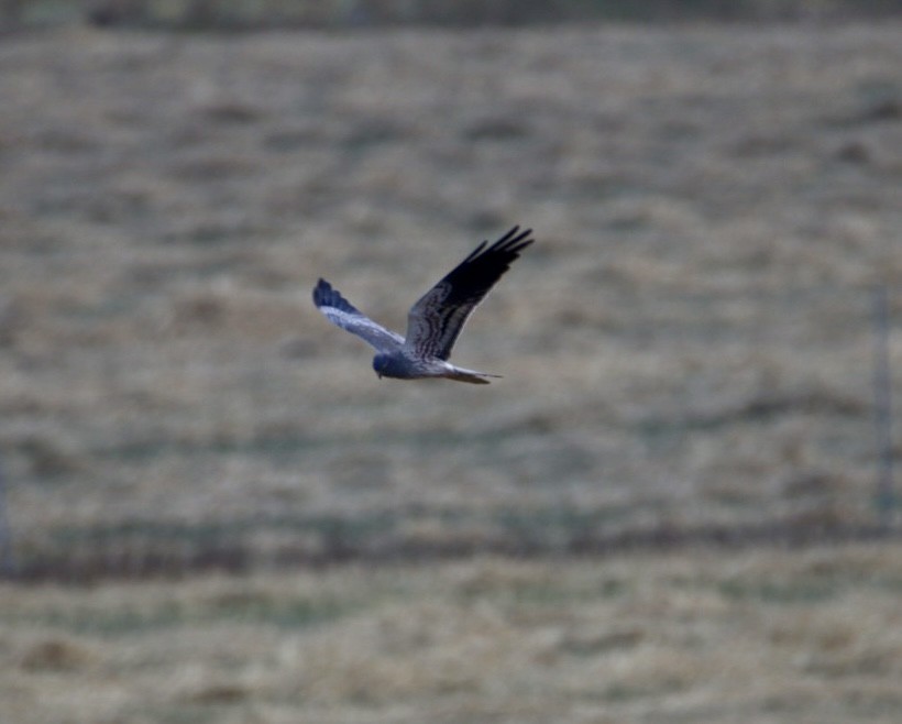 moták lužní - ML640315102