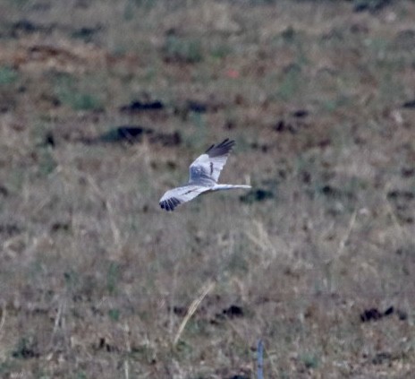 moták lužní - ML640315103