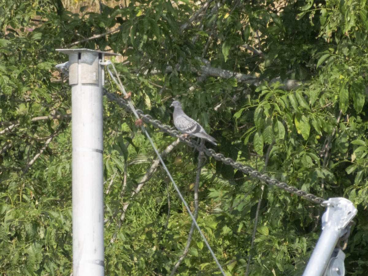 Rock Pigeon (Feral Pigeon) - ML640315114