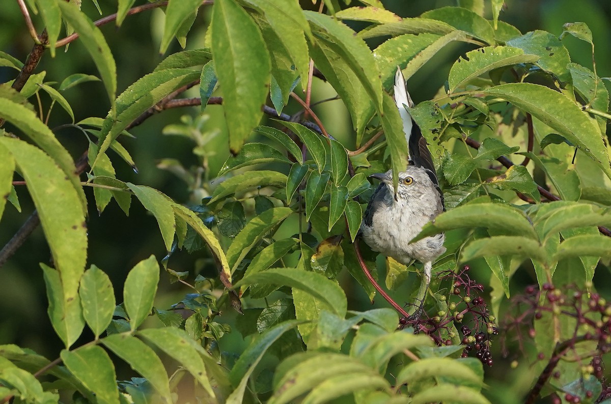Northern Mockingbird - ML640315116