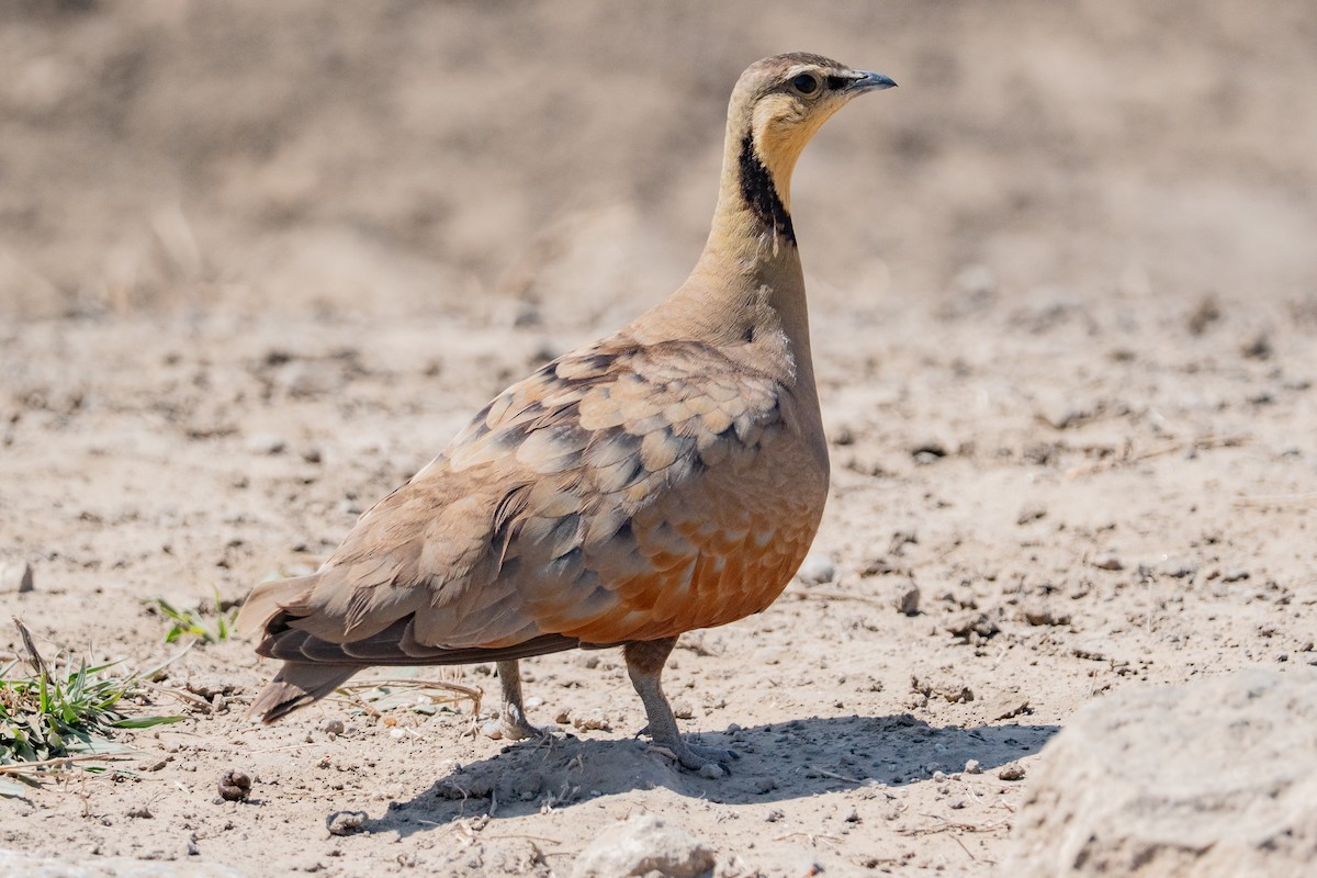 Yellow-throated Sandgrouse - ML640315135