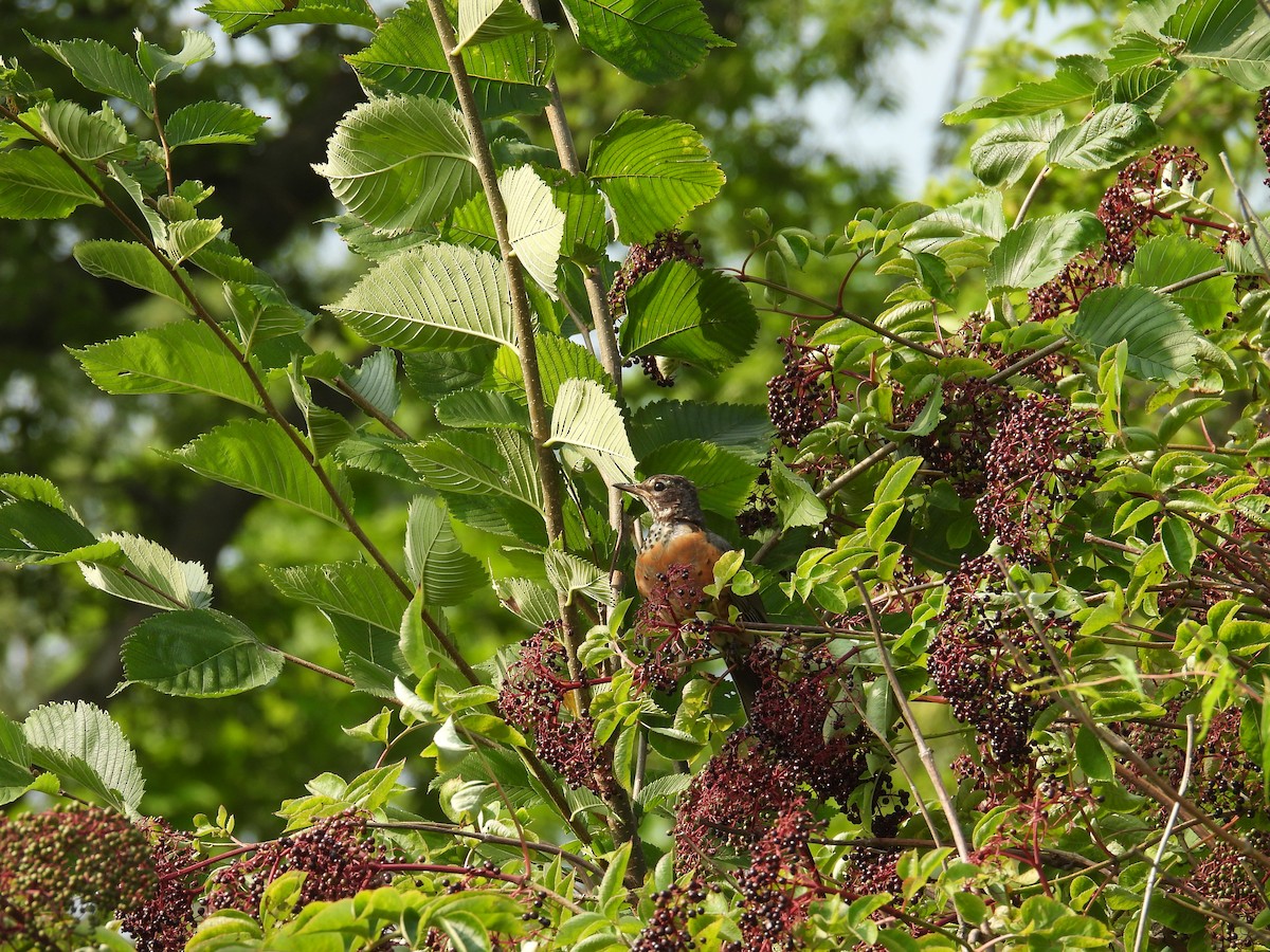 Zozo papargorria - ML640315139