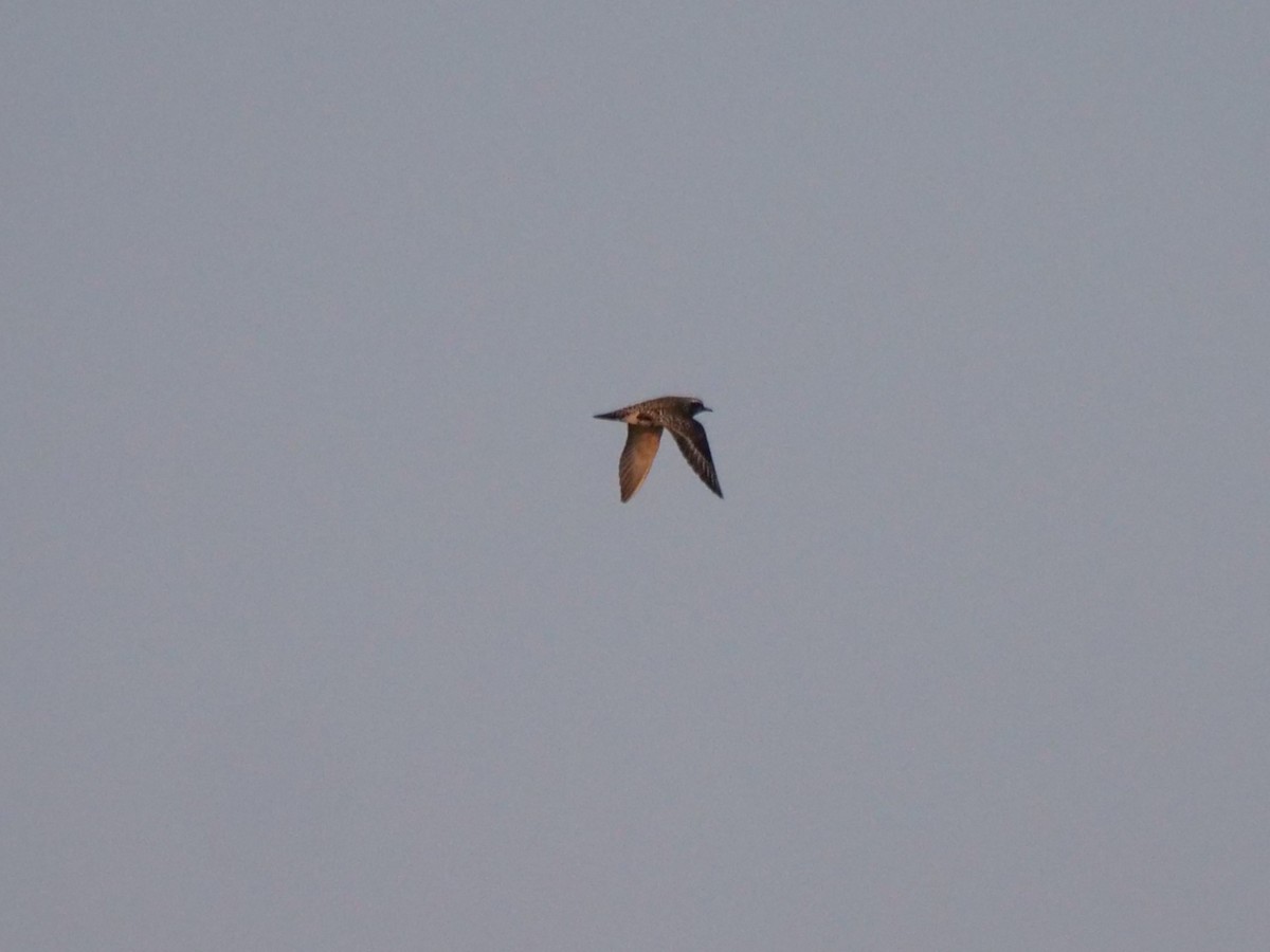 American Golden-Plover - ML640315197