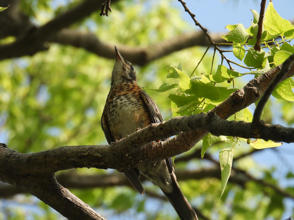 Zozo papargorria - ML640315206