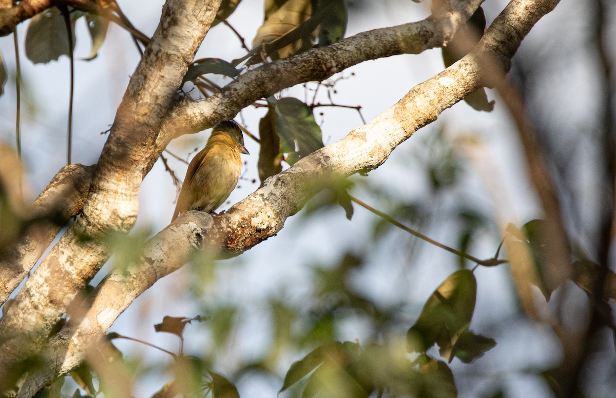 Crested Becard - ML640315253