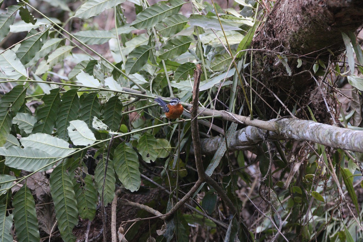 Ferruginous Antbird - ML640315271