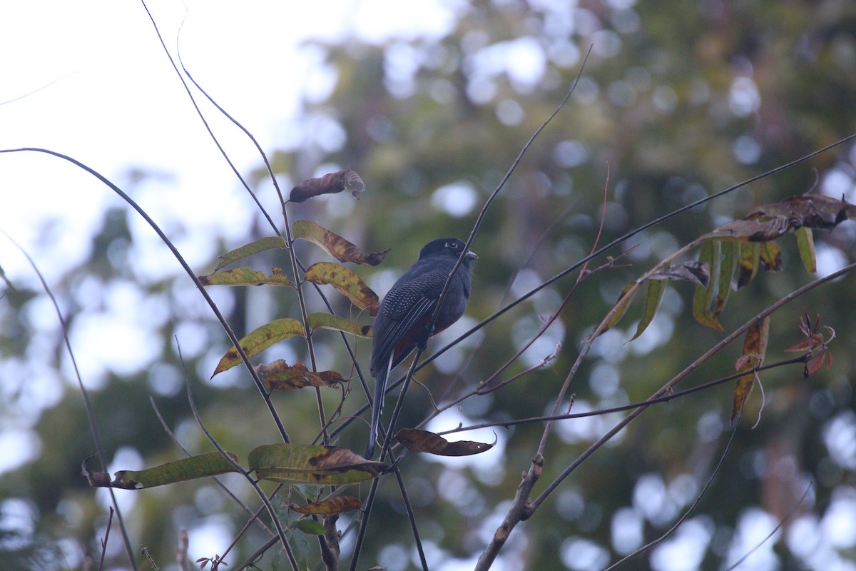 Surucua Trogon - ML640315289