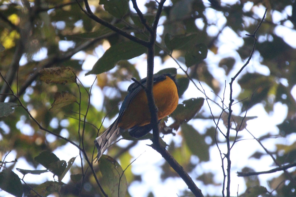 Atlantic Black-throated Trogon - ML640315335