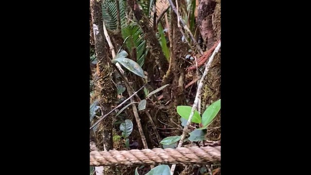 Friendly Bush Warbler - ML640315383