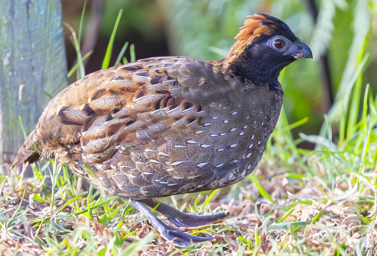 Black-fronted Wood-Quail - ML640315387