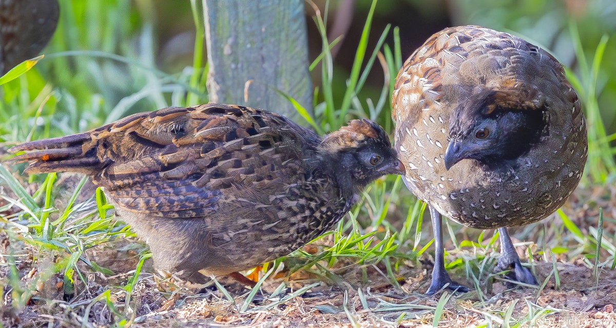 Black-fronted Wood-Quail - ML640315388